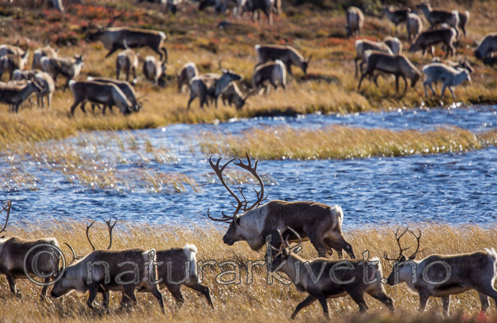 KA_140927_2842 / Rangifer tarandus / Rein