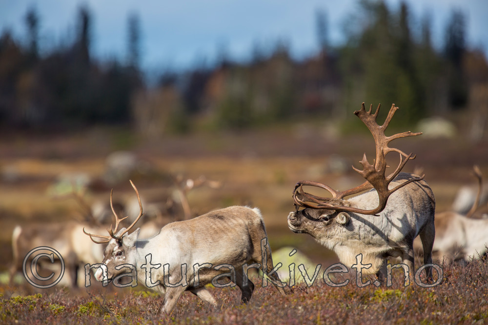 KA_140927_2859 / Rangifer tarandus / Rein