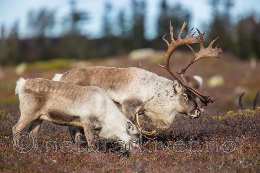 KA_140927_2863 / Rangifer tarandus / Rein