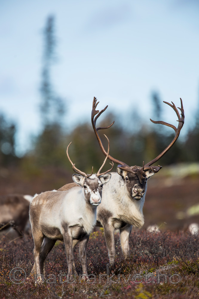 KA_140927_2866 / Rangifer tarandus / Rein