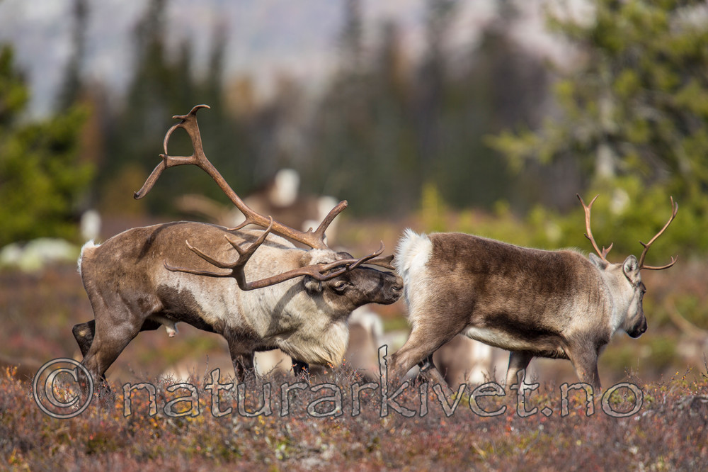 KA_140927_2867 / Rangifer tarandus / Rein