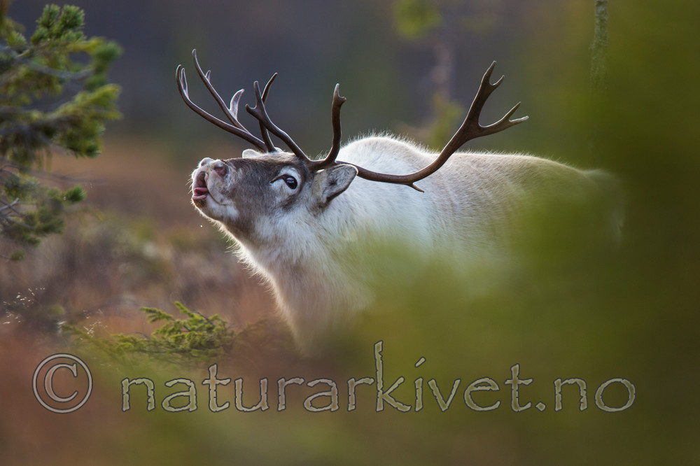 KA_140928_2913 / Rangifer tarandus / Rein