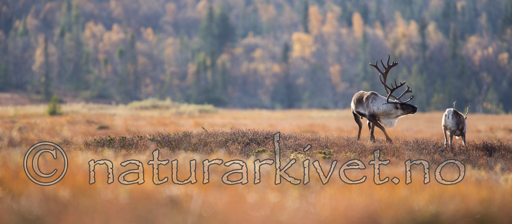 KA_140928_2925 / Rangifer tarandus / Rein