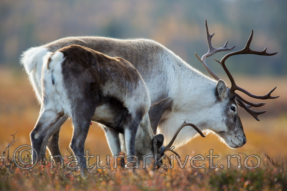 KA_140928_2932 / Rangifer tarandus / Rein