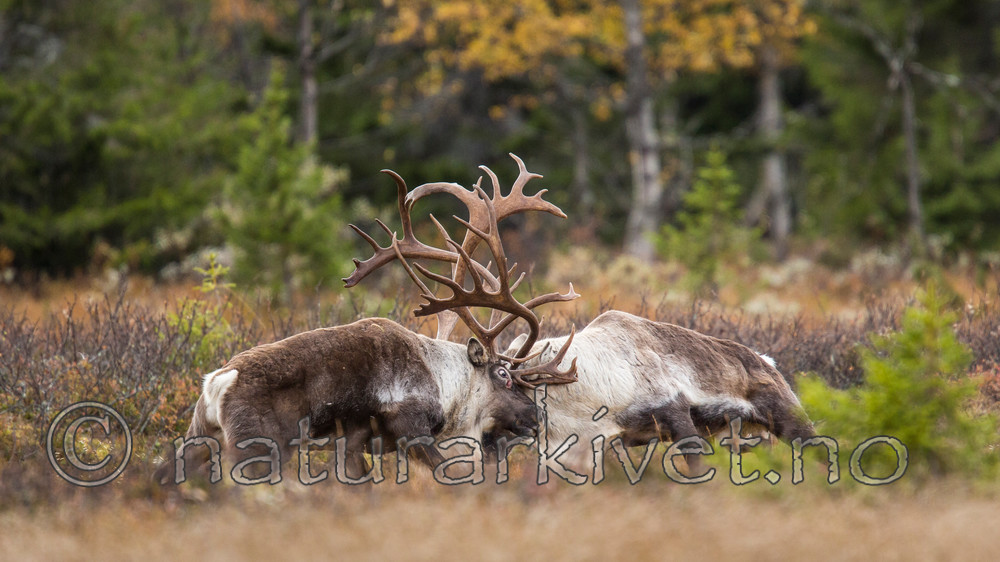KA_140928_2952 / Rangifer tarandus / Rein