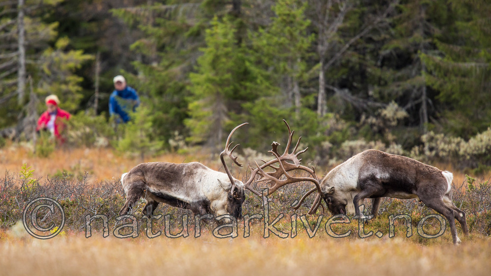KA_140928_2961 / Rangifer tarandus / Rein