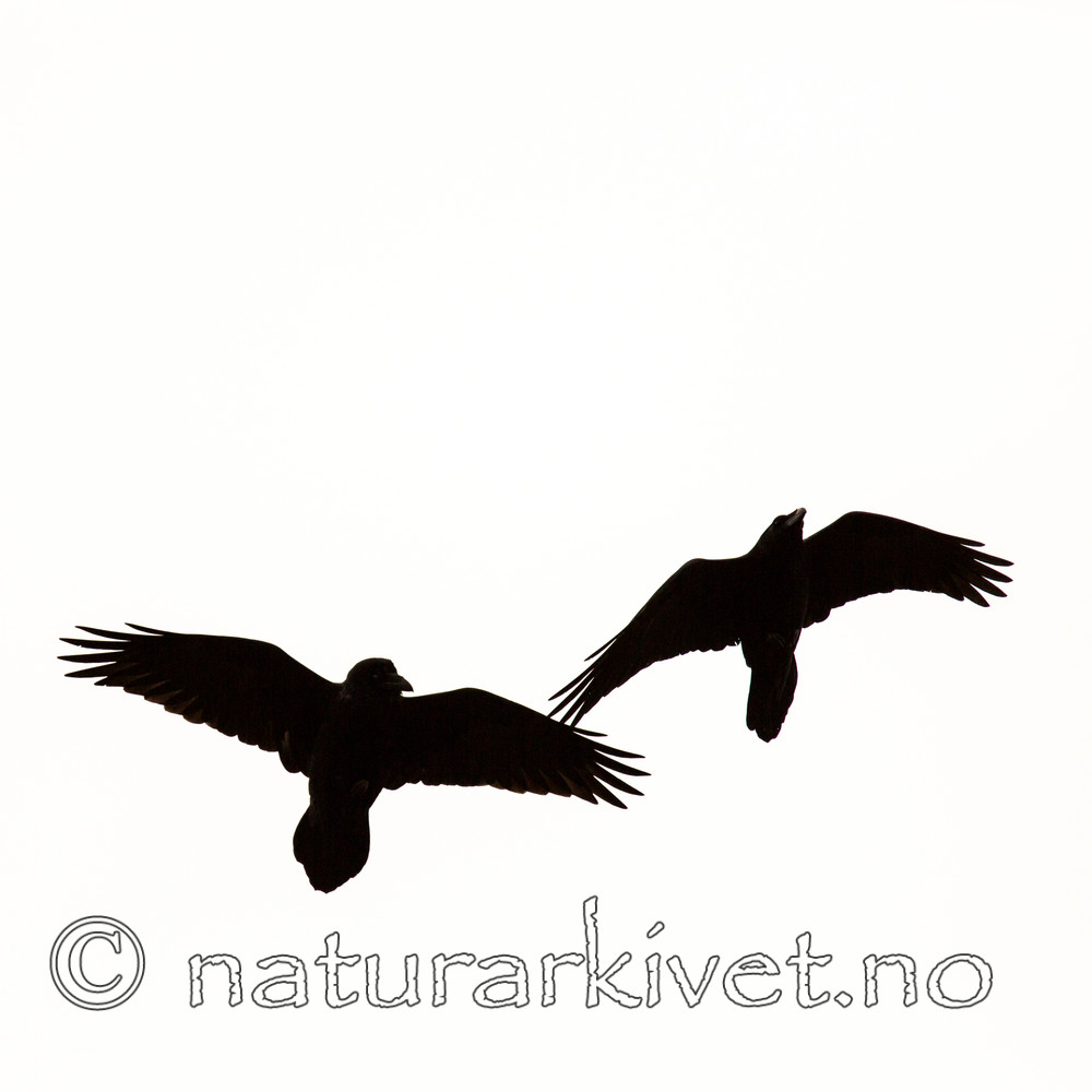 KA_140928_2969 / Corvus corax / Ravn
