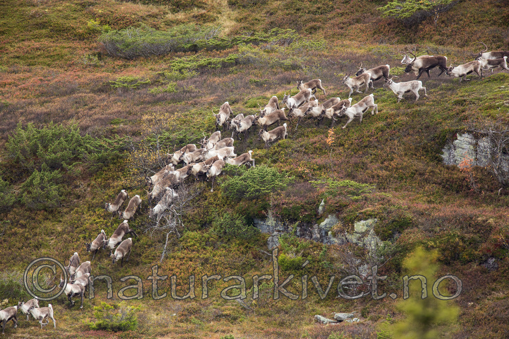 KA_140928_3012 / Rangifer tarandus / Rein