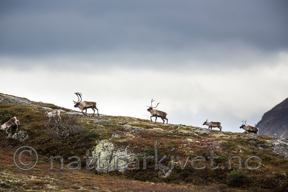 KA_140928_3013 / Rangifer tarandus / Rein