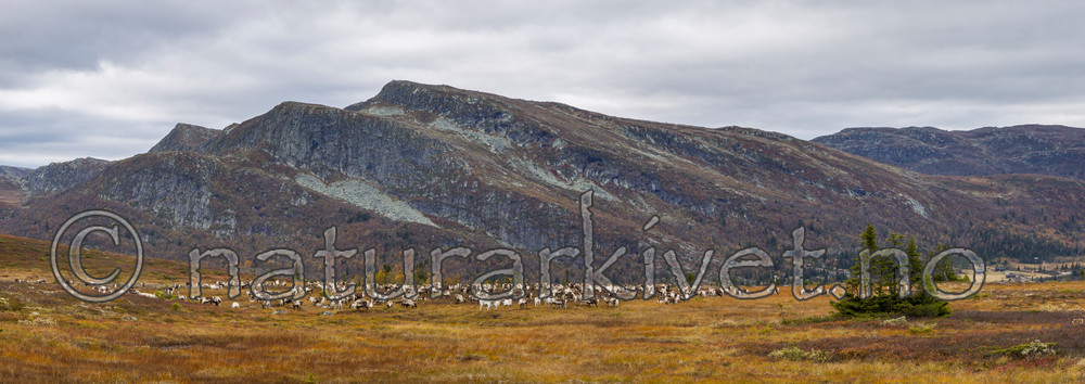 KA_140928_p2972-2975 / Rangifer tarandus / Rein