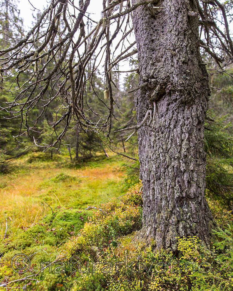 KA_141006_4351 / Picea abies / Gran