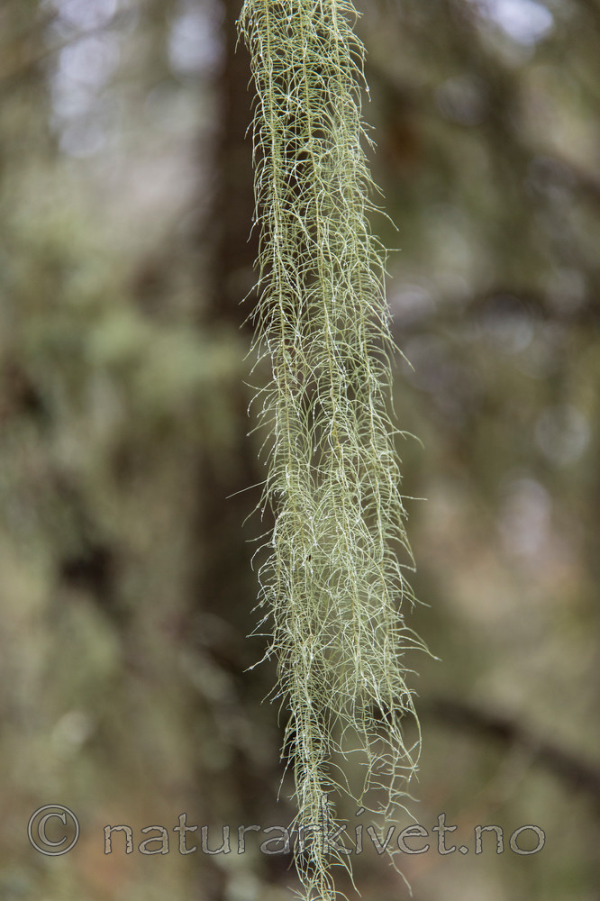 KA_141021_3632 / Usnea longissima / Huldrestry