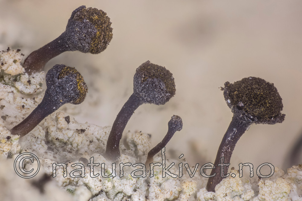 KA_141031_ferruginea / Chaenotheca ferruginea / Rustflekknål