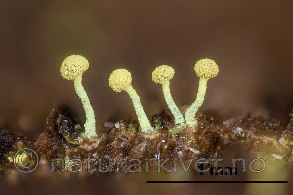 KA_141101_brachypoda_mm / Chaenotheca brachypoda / Dverggullnål