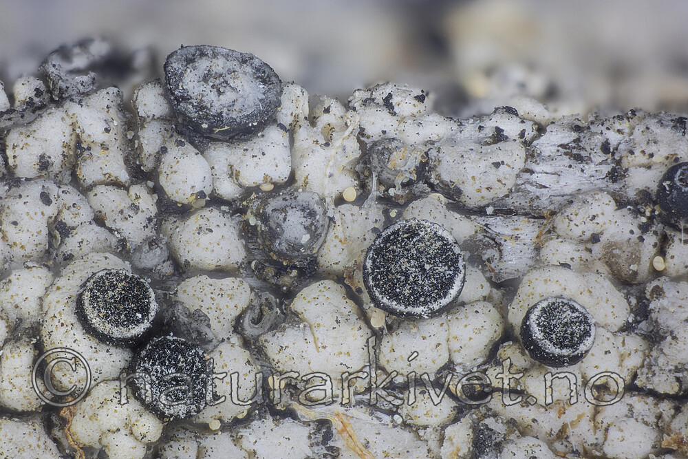 KA_141115_karelicum / Cyphelium karelicum / Trollsotbeger