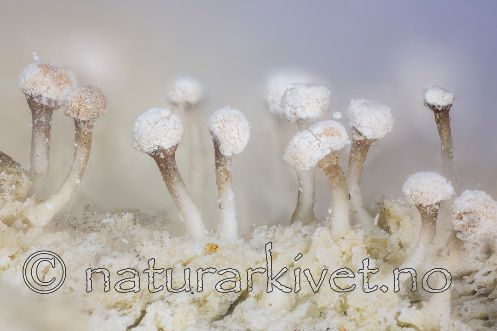 KA_141117_peronella / Sclerophora peronella / Kystdoggnål