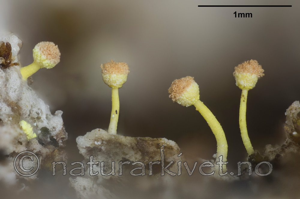 KA_141120_pallida_mm / Sclerophora pallida / Bleikdoggnål