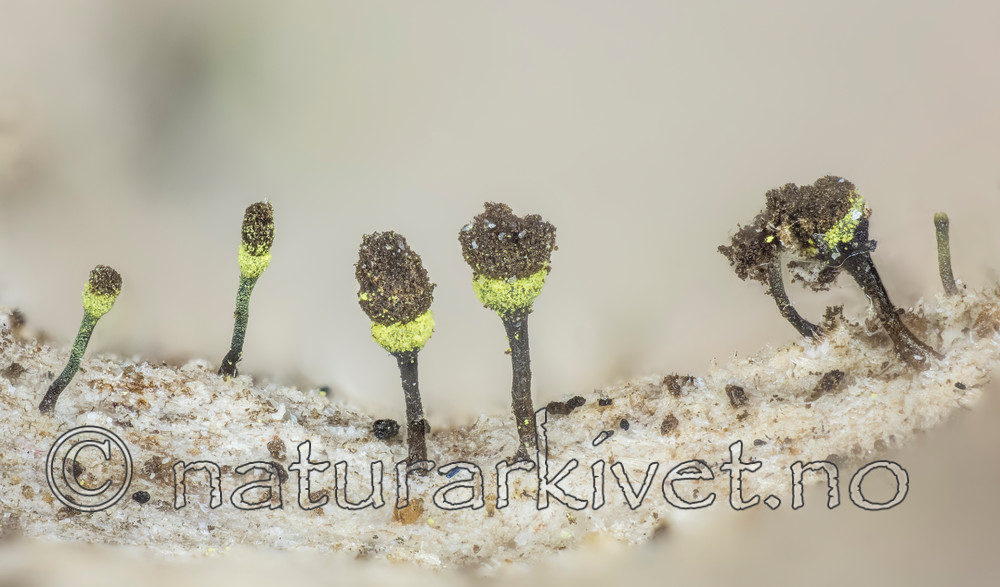 KA_150216_hispidula / Chaenotheca hispidula / Smalhodenål