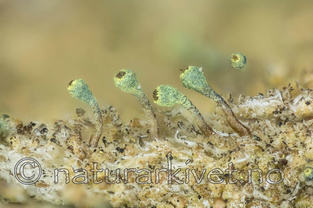 KA_150216_phaeocephala / Chaenotheca phaeocephala / Stautnål