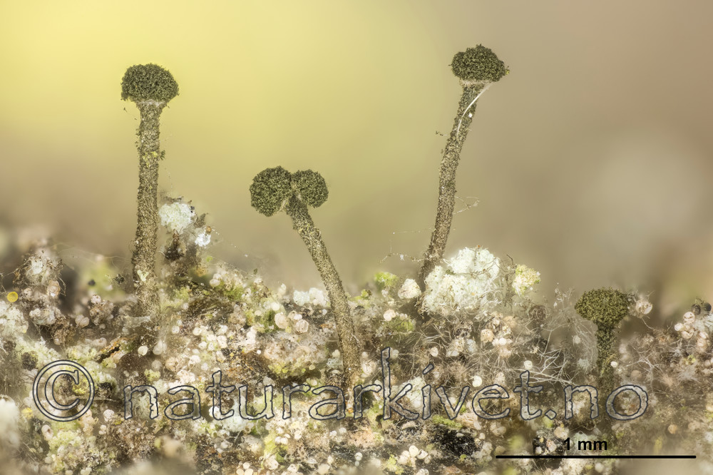 KA_150219_arenarium_mm / Microcalicium arenarium / Steinnål