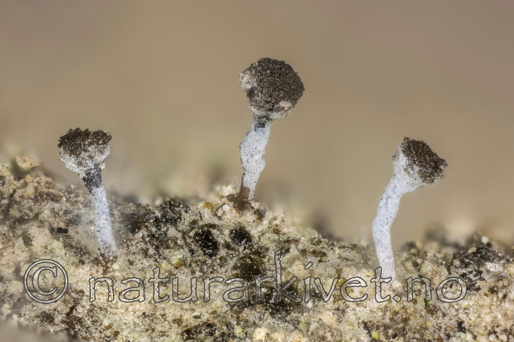 KA_150219_cinerea_2 / Chaenotheca cinerea / Huldrenål