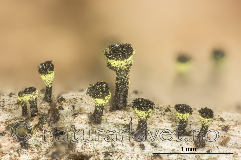 KA_150219_trabinellum_mm / Calicium trabinellum / Gullringnål