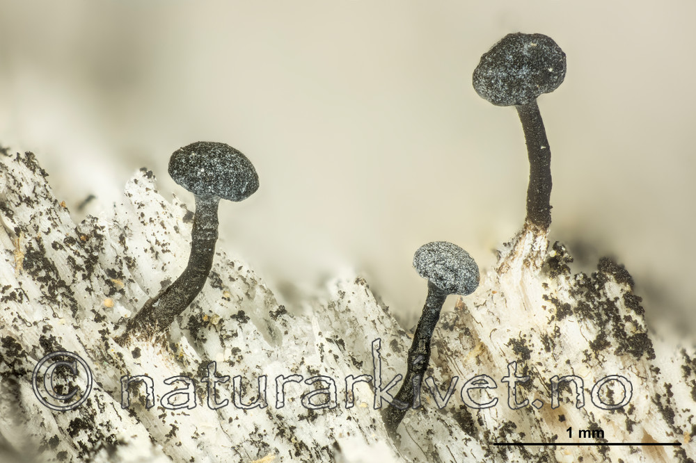 KA_150323_fennica_mm / Chaenothecopsis fennica
