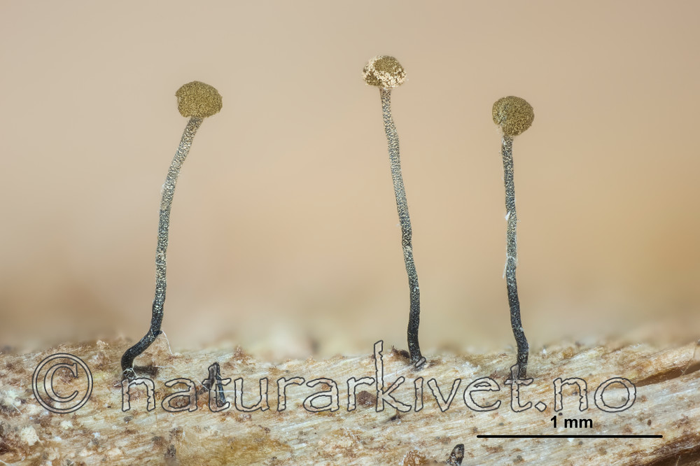 KA_150323_gracillima_mm / Chaenotheca gracillima / Langnål