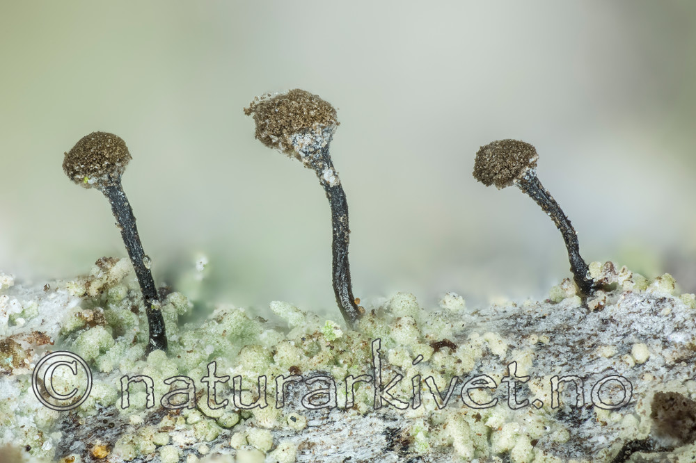 KA_150323_trichialis / Chaenotheca trichialis / Skjellnål