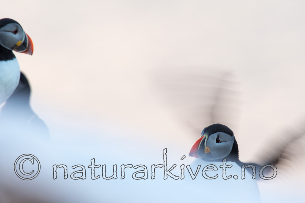 KA_150406_109 / Fratercula arctica / Lunde