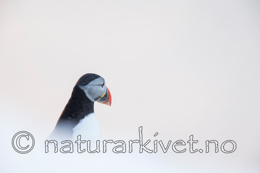 KA_150406_113 / Fratercula arctica / Lunde