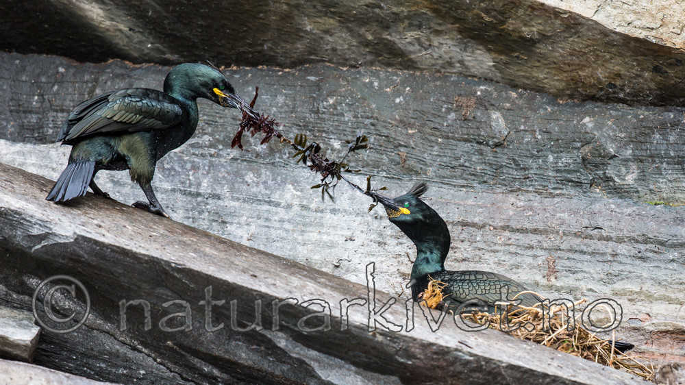KA_150406_17 / Phalacrocorax aristotelis / Toppskarv