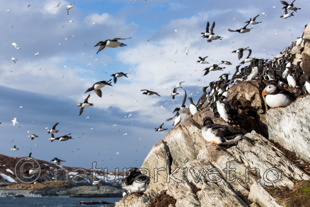 KA_150406_52 / Fratercula arctica / Lunde <br /> Uria aalge / Lomvi