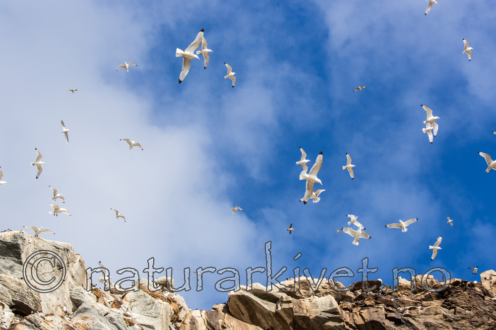 KA_150406_66 / Rissa tridactyla / Krykkje