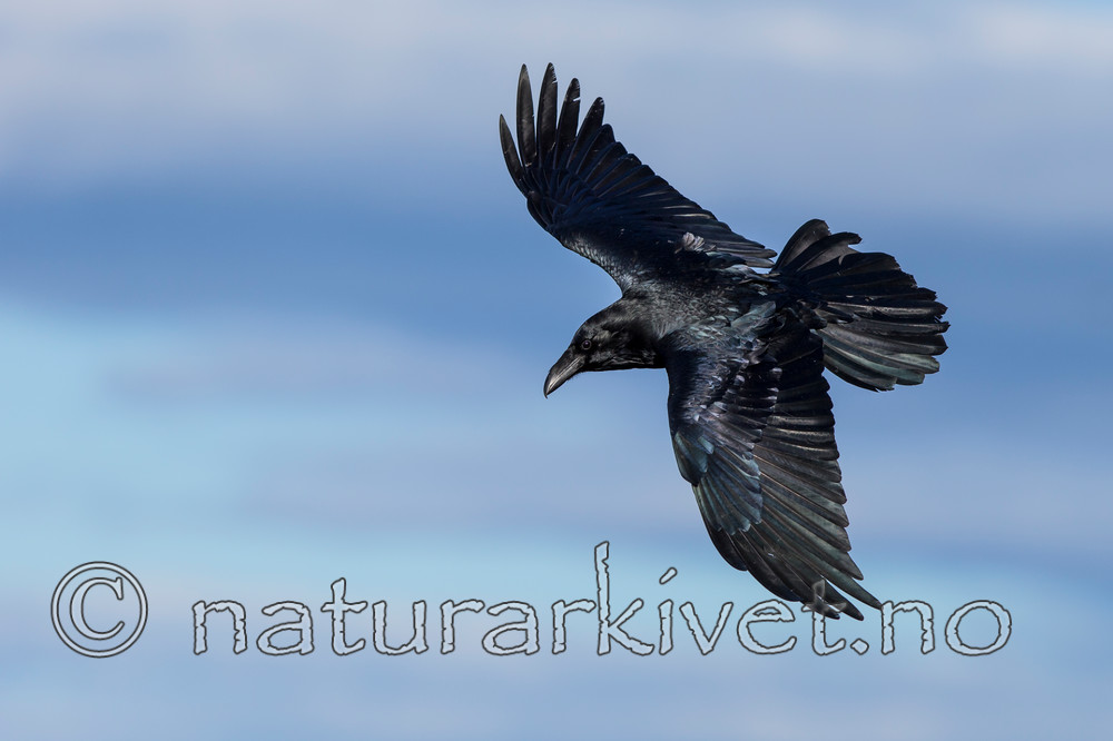 KA_150407_1 / Corvus corax / Ravn