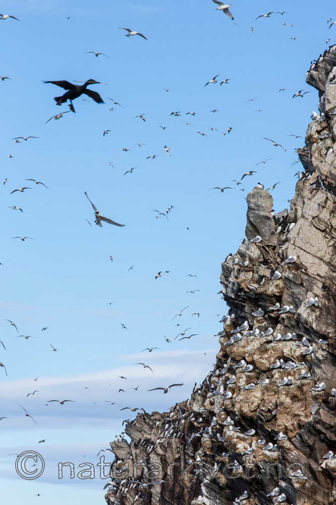 KA_150407_114 / Phalacrocorax aristotelis / Toppskarv <br /> Rissa tridactyla / Krykkje