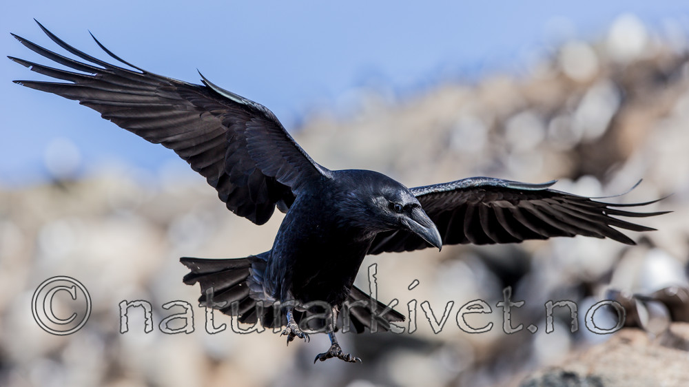 KA_150407_133 / Corvus corax / Ravn