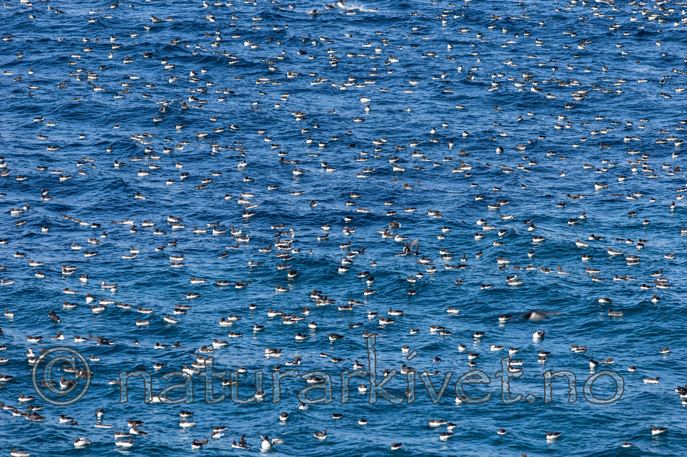 KA_150407_134 / Uria aalge / Lomvi