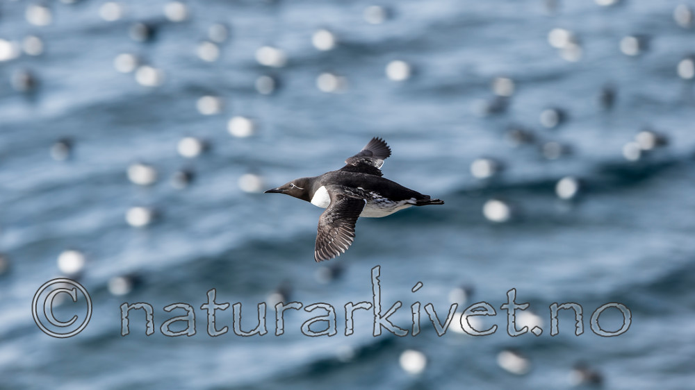 KA_150407_137 / Uria aalge / Lomvi