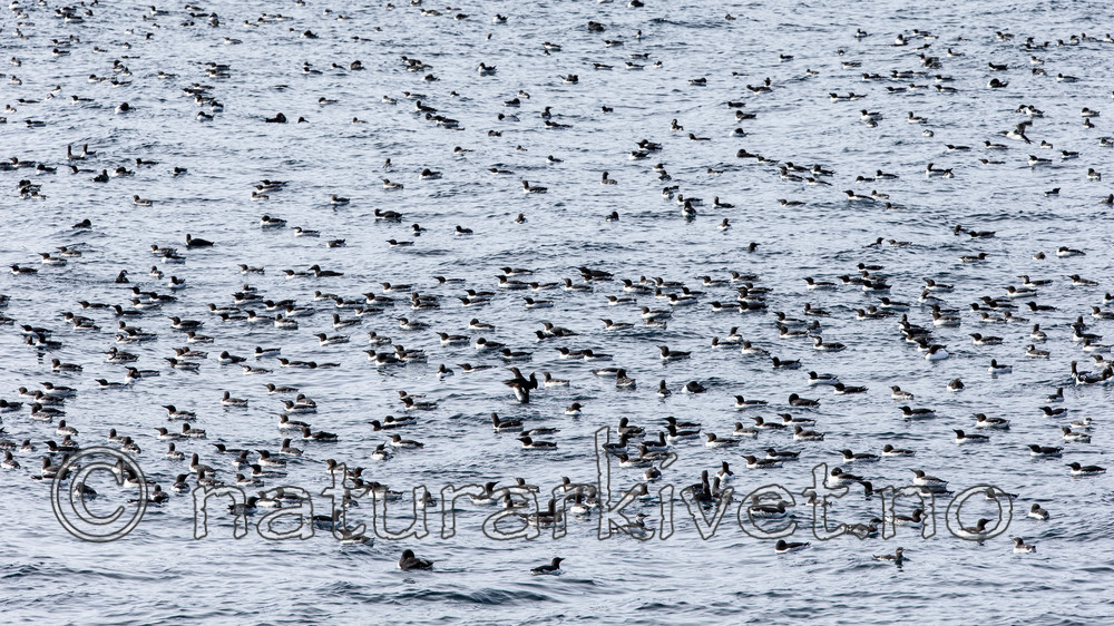 KA_150407_172 / Uria aalge / Lomvi