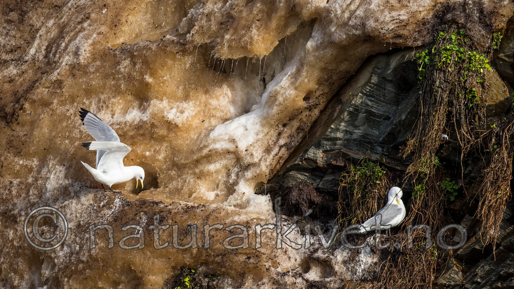 KA_150407_195 / Rissa tridactyla / Krykkje