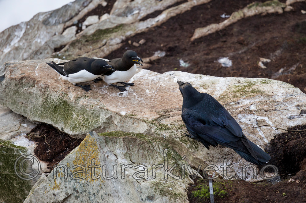 KA_150407_289 / Alca torda / Alke <br /> Corvus corax / Ravn