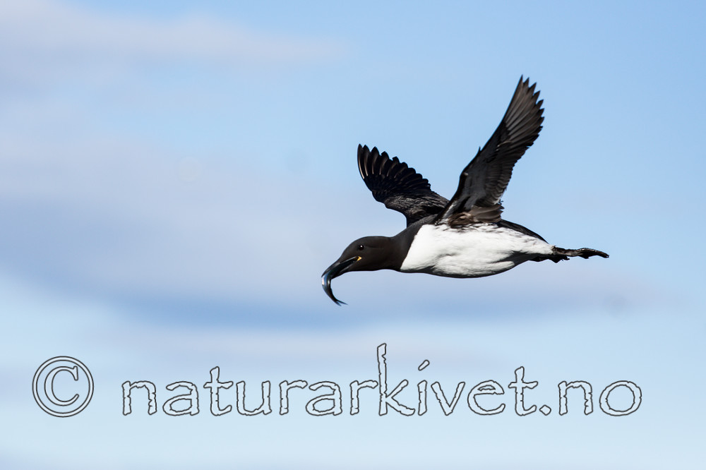 KA_150407_29 / Uria aalge / Lomvi