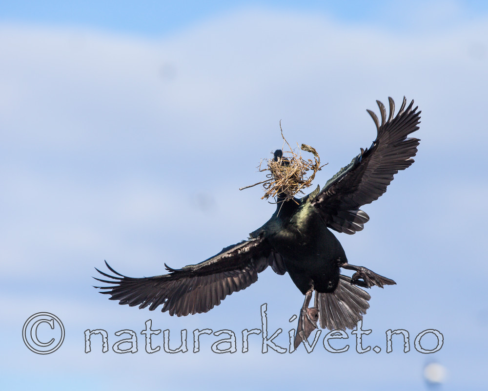KA_150407_65 / Phalacrocorax aristotelis / Toppskarv