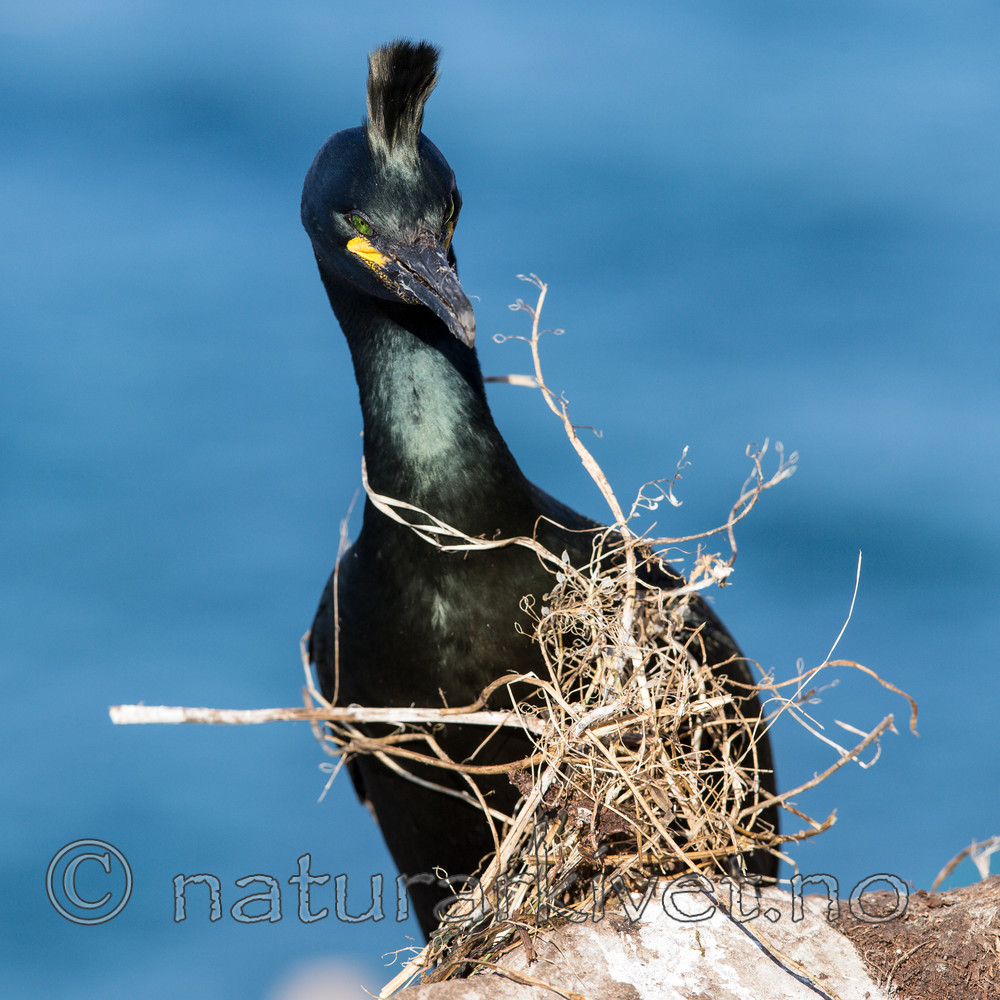 KA_150407_71 / Phalacrocorax aristotelis / Toppskarv