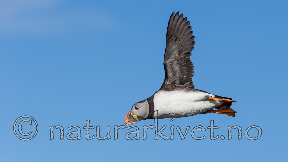 KA_150407_74 / Fratercula arctica / Lunde