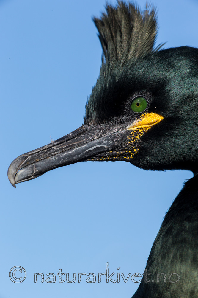 KA_150407_85 / Phalacrocorax aristotelis / Toppskarv