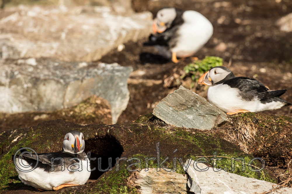 KA_150408_106 / Fratercula arctica / Lunde