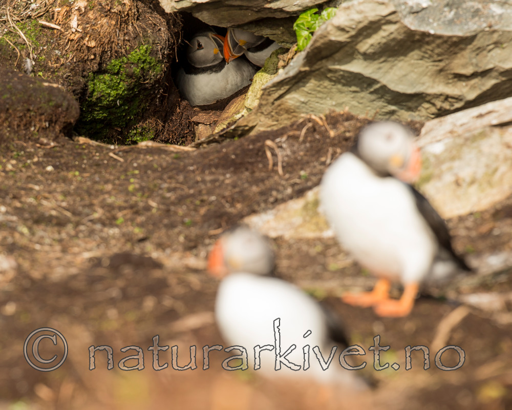 KA_150408_109 / Fratercula arctica / Lunde