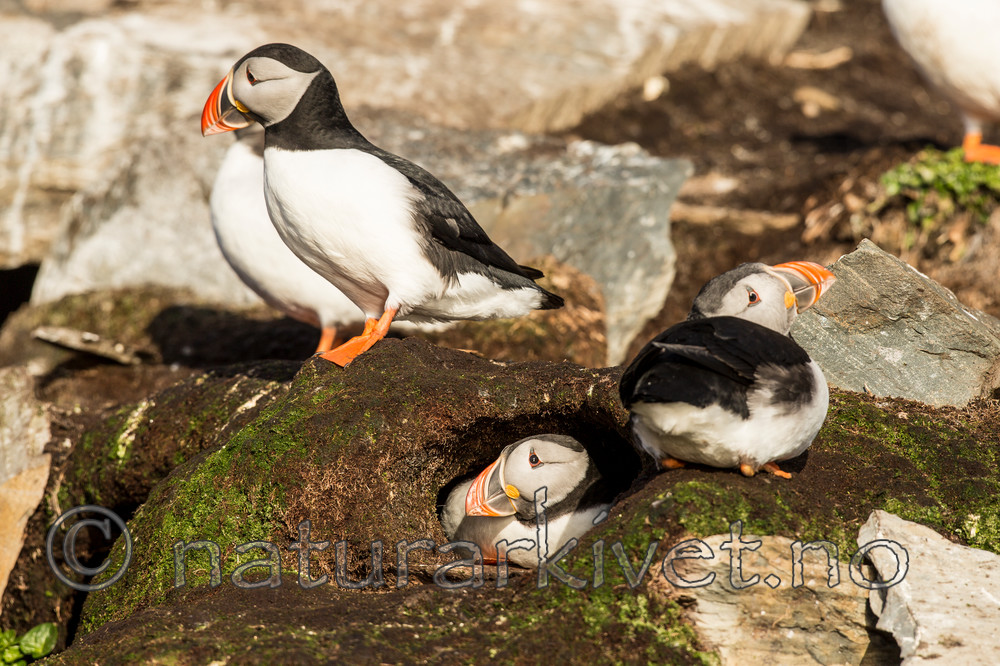 KA_150408_117 / Fratercula arctica / Lunde